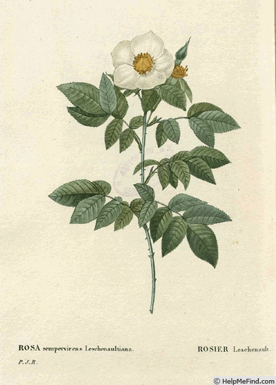 '<i>Rosa sempervirens Leschenaultiana</i> synonym' rose photo