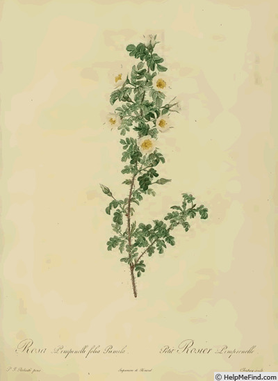 '<i>Rosa pimpinellifolia</i> 'pumila'' rose photo