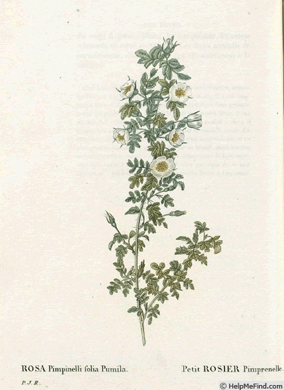 '<i>Rosa pimpinellifolia</i> 'pumila'' rose photo