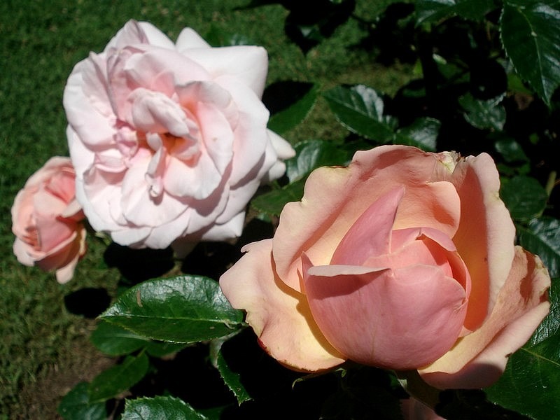 'Laurette Fugain ®' rose photo