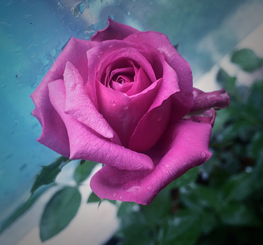 'Claude Brasseur ®' rose photo