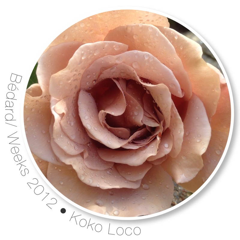 'Koko Loco (floribunda, Bedard, 2010)' rose photo