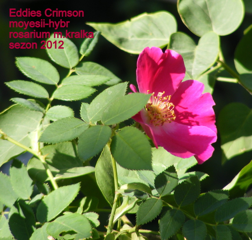 'Eddie's Crimson' rose photo