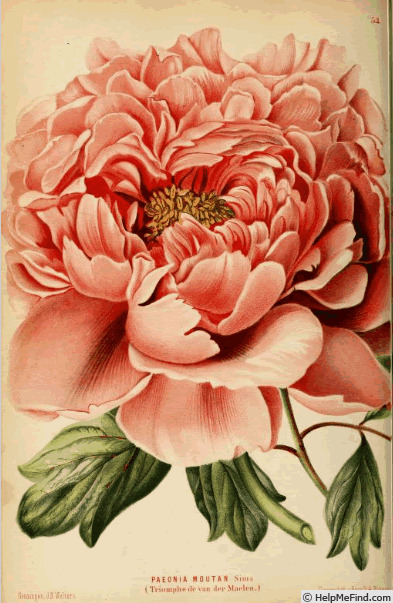 'Triomphe de van der Maelen' peony photo