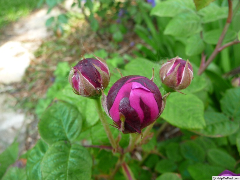 'Cardinal de Richelieu (Hybrid China, Parmentier, pre 1847)' rose photo