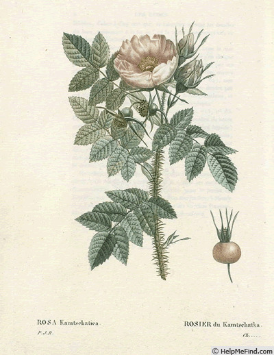 'R. kamtchatica' rose photo