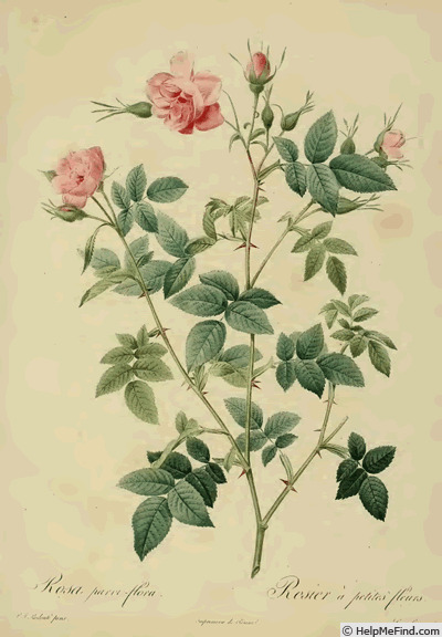 '<i>Rosa parviflora</i> var. <i>flore multiplici</i> Red. & Thory Syn.' rose photo