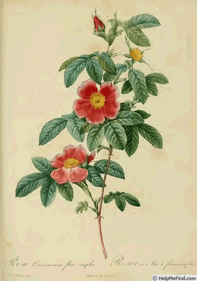 '<i>Rosa cinnamomea</i> flore simplici' rose photo