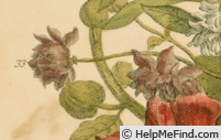 'Clematis viticella flore pleno' clematis photo