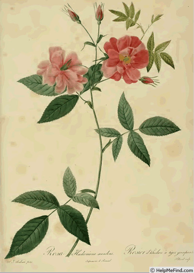 'Rosa hudsoniana scandens' rose photo
