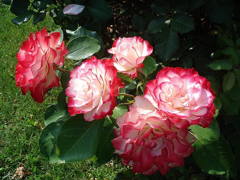 'Jubilé du Prince de Monaco ®' rose photo