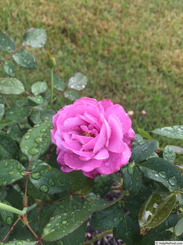 'Blue River ® (hybrid tea, Kordes, 1984)' rose photo
