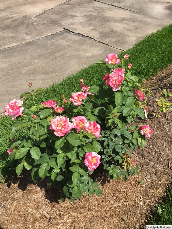 'Cabana ™ (hybrid tea, Zary, 2000)' rose photo
