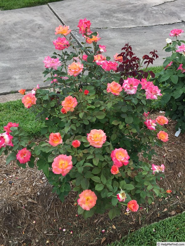 'Mardi Gras ™ (floribunda, Zary 2007)' rose photo