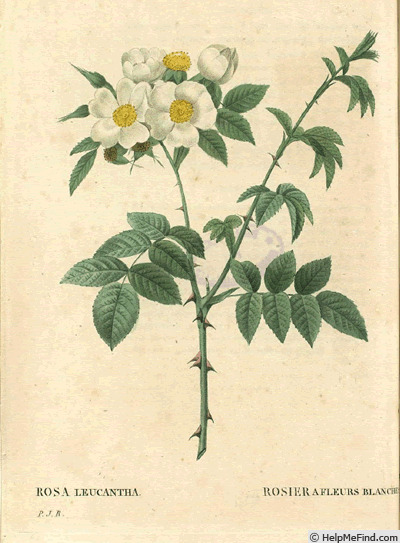 '<i>Rosa leucantha</i> Loiseleur' rose photo