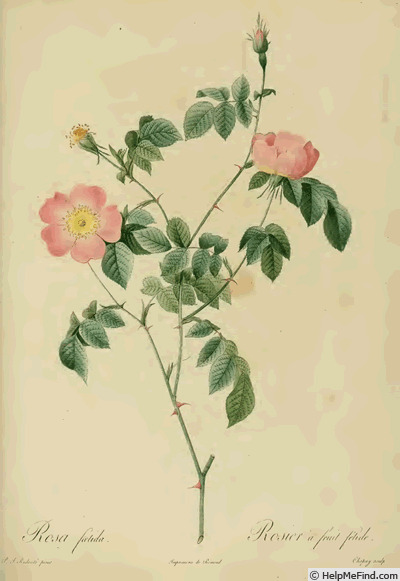 '<i>Rosa foetida</i> Bast. synonym' rose photo