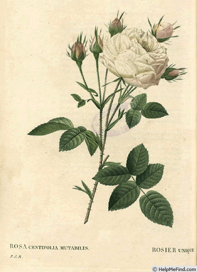 '<i>Rosa centifolia</i> var. <i>mutabilis</i> Pers.' rose photo
