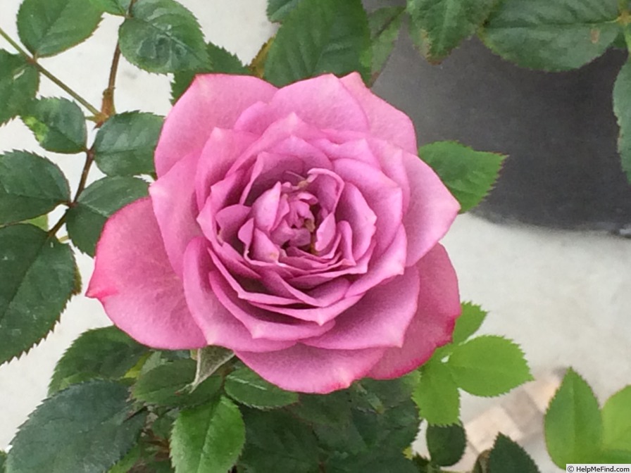 'Lavender Kordana ®' rose photo