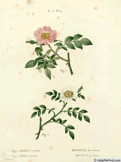 '<i>R. sepium</i>' rose photo