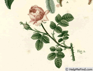 '<i>Rosa centifolia</i> var. <i>pomponia</i> Lindl.' rose photo