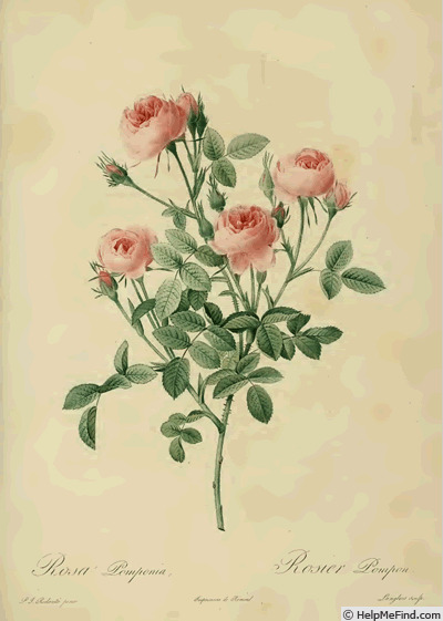 '<i>Rosa pomponia</i> DC' rose photo