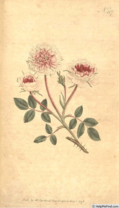 'Pompon Rose (syn. for 'Burgundian Rose')' rose photo