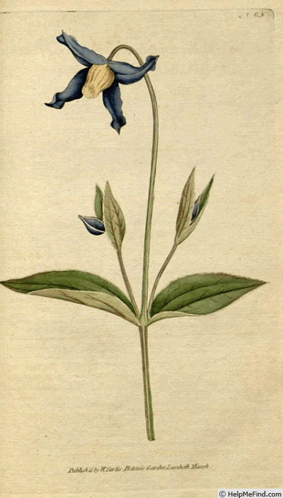 '<i>C. integrifolia</i> L.' clematis photo