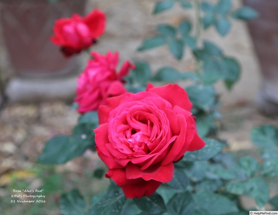 'Alec's Red® (hybrid tea, Cocker, 1970)' rose, click to enlarge 'Alec's Red® (hybrid tea, Cocker, 1970)' rose photo