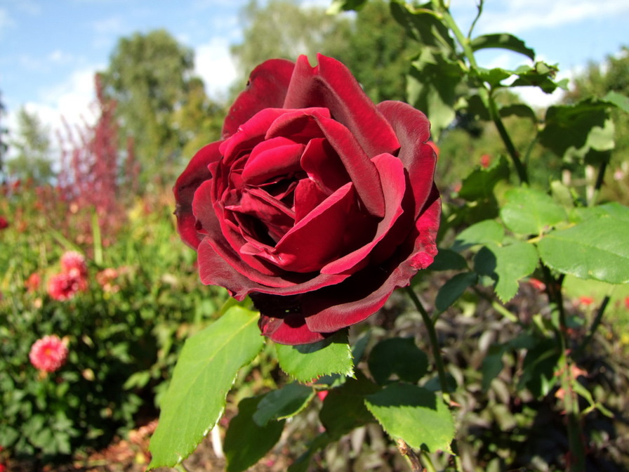 'Papa Meilland ® (Hybrid Tea, Meilland, 1963)' rose photo