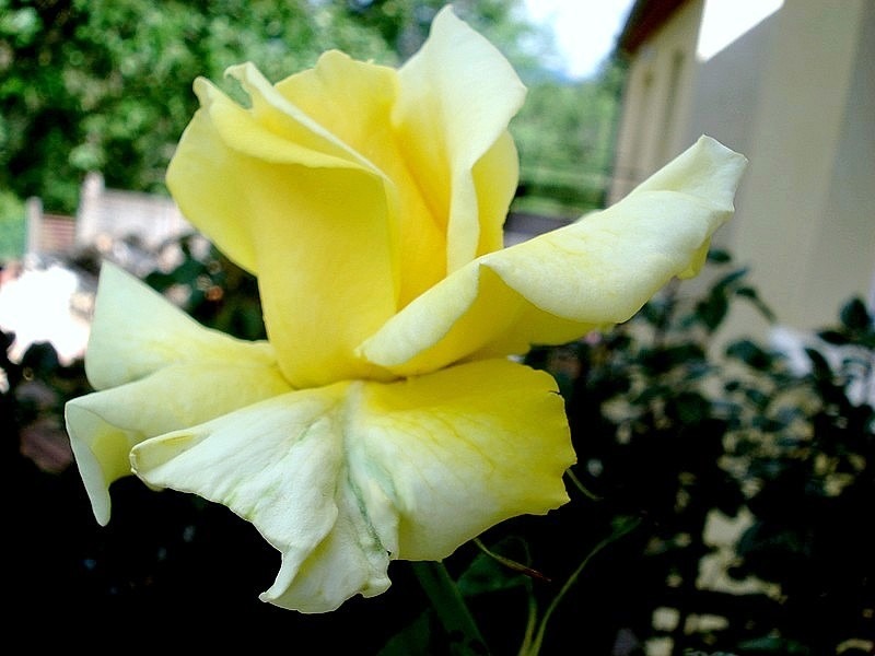 'Aperitif ® (hybrid tea, McGredy 1988)' rose photo