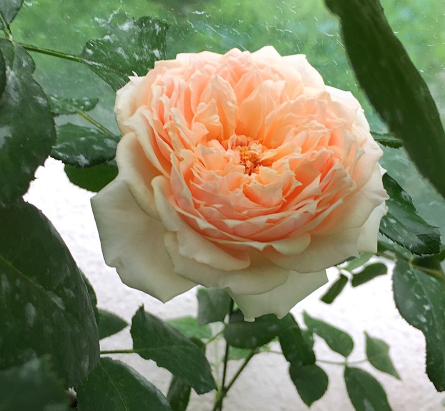'Masora' rose photo