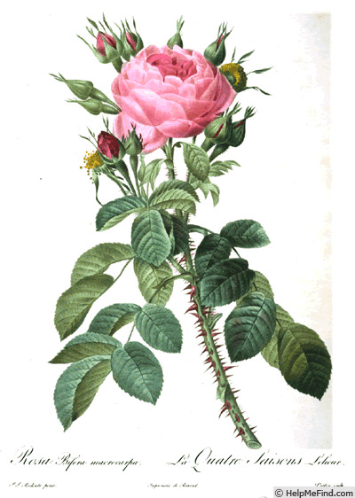 'Rosa bifera macrocarpa' rose photo