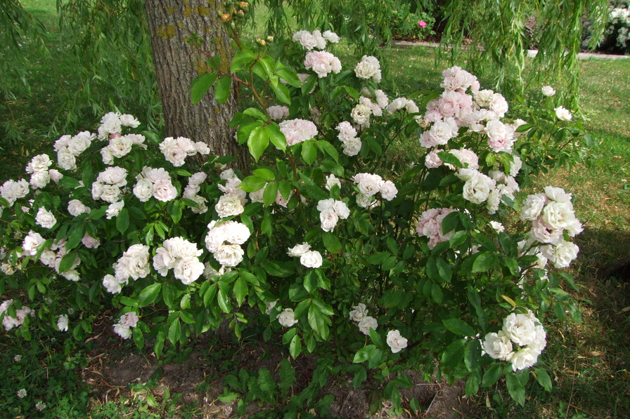 'Svatopluk Čech' rose photo