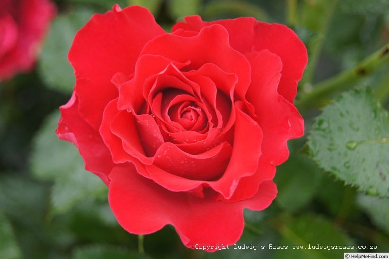 'Dr. Erik Pretorius' rose photo