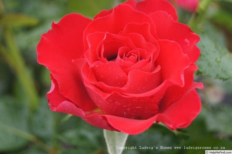 'Dr. Erik Pretorius' rose photo