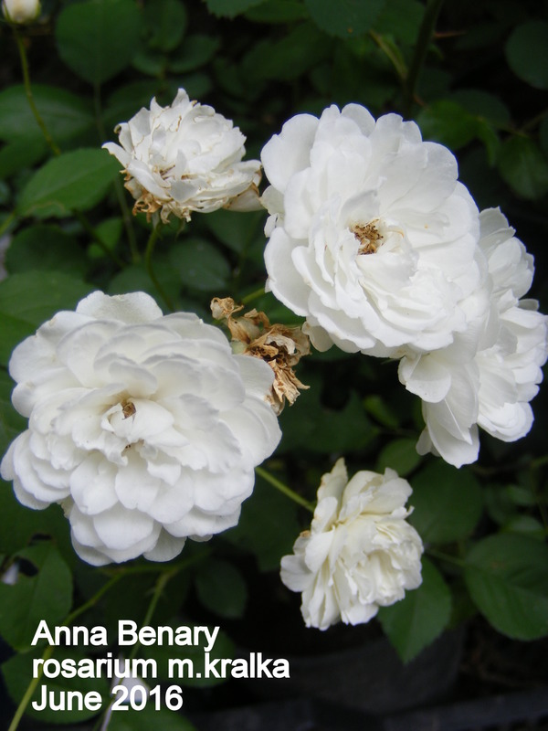 'Anna Benary' rose, click to enlarge 'Anna Benary' rose photo