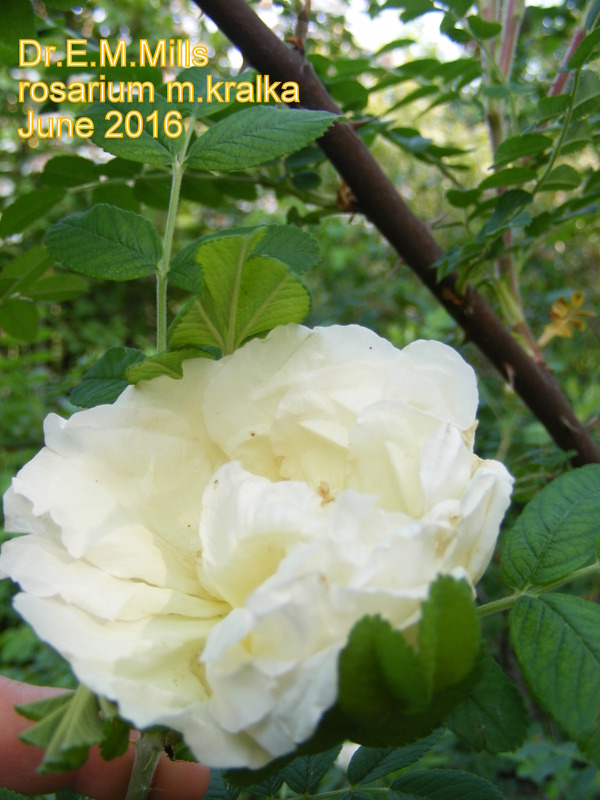 'Dr. E. Mills' rose photo
