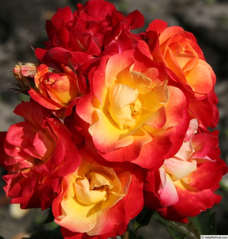 'Firebird ® (floribunda, Kordes, 2005/15)' rose photo
