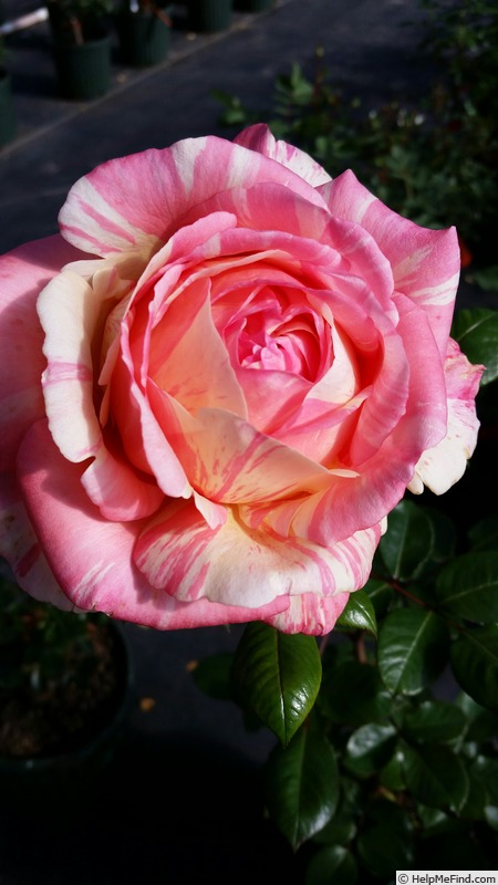 'Peach Swirl ™' rose photo