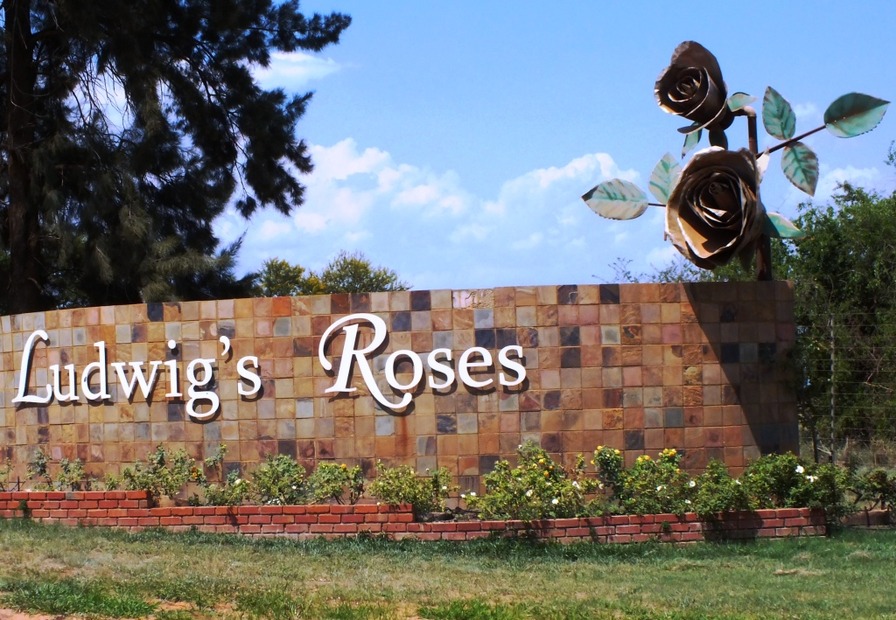 'Ludwig's Roses'  photo