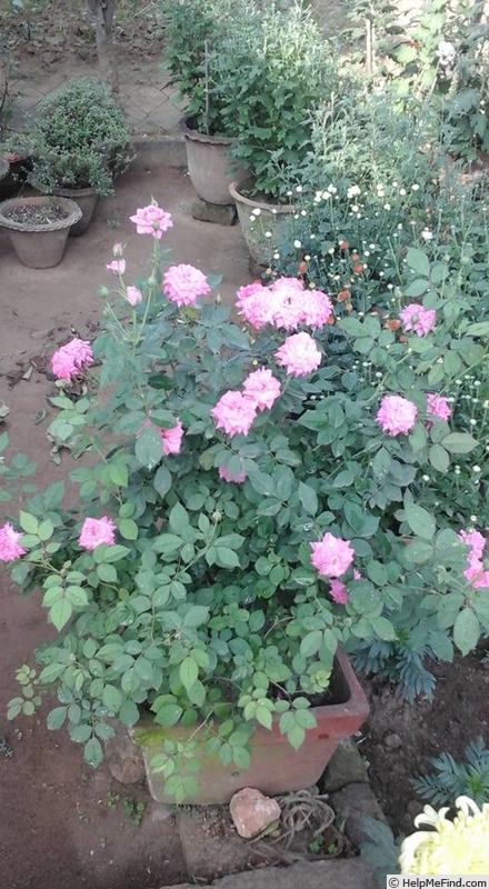 'Arunima' rose photo