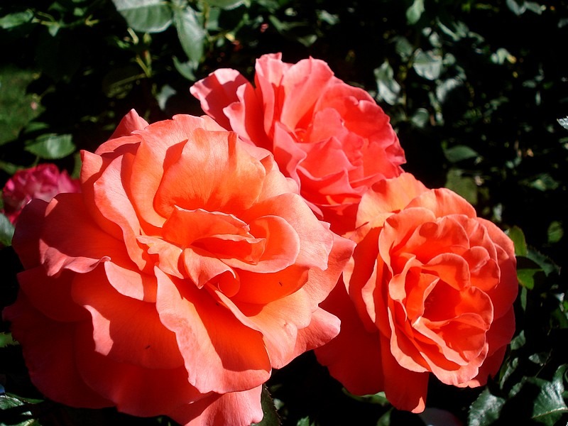 'Candelabra ™' rose photo