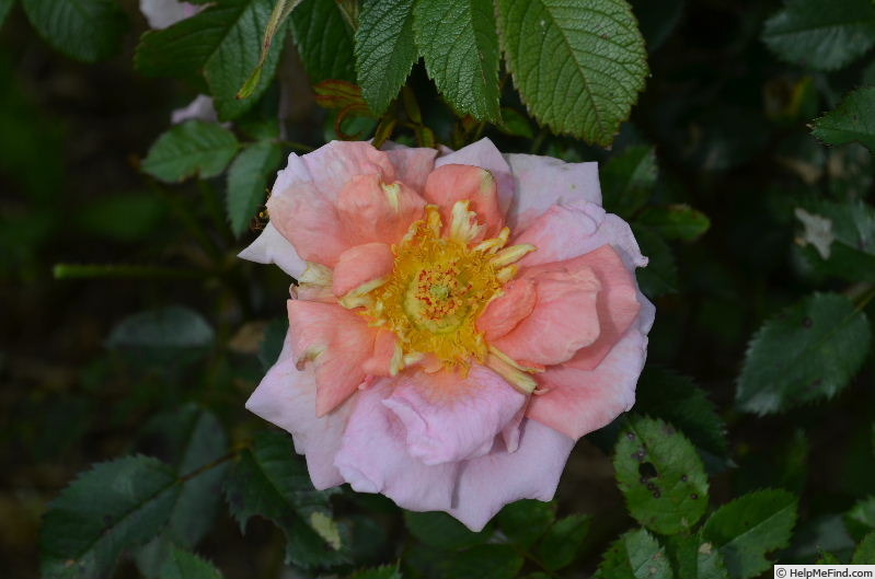 'Dr. Harry Upshall' rose photo