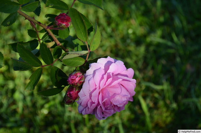 'Alpenfee' rose photo