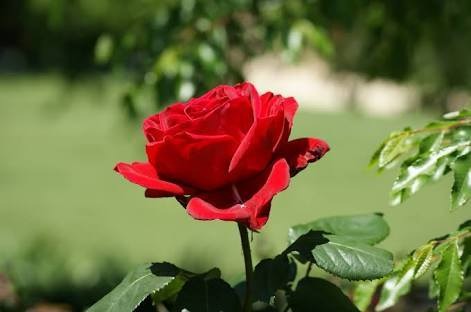 'Arshad Dada' rose photo