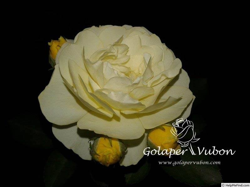 'Lemon Glow (floribunda, Kasturi & Sriram, 2009)' rose photo