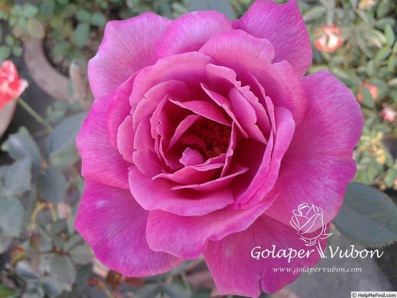 'Fragrant Mauve' rose photo