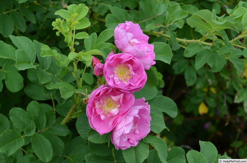 'Carlos Dawn' rose photo