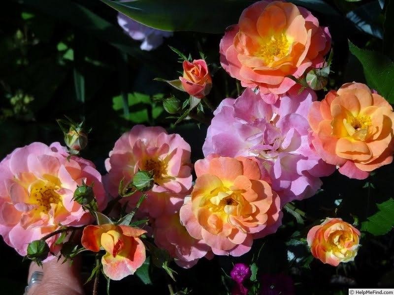 'Herzogin Friederike ®' rose photo
