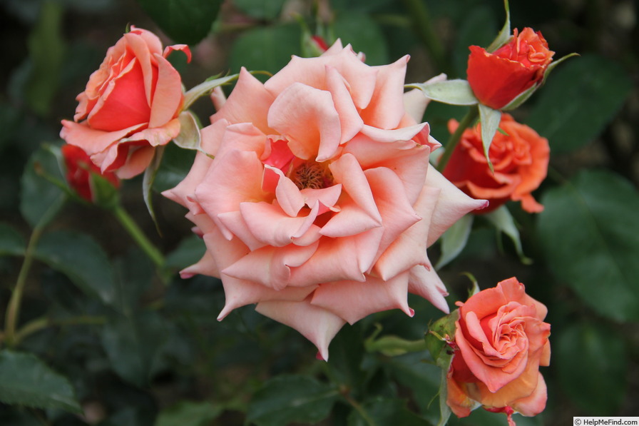 'Ann Henderson' rose photo